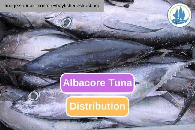 The Remarkable Range of Albacore Tuna Distribution
